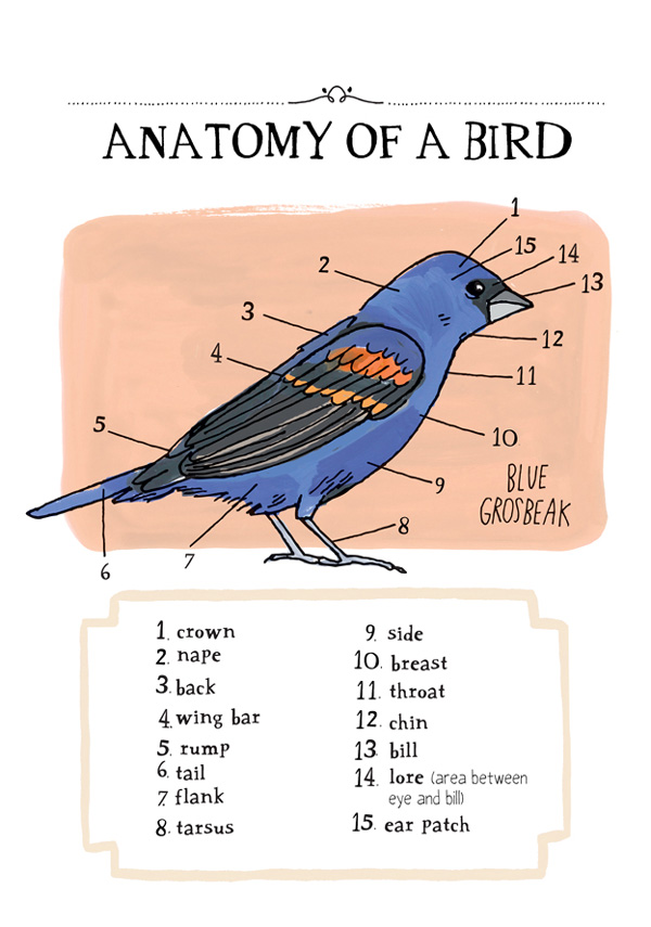 natureanatomy_juliarothman10