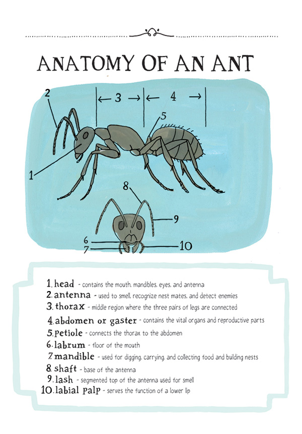 natureanatomy_juliarothman14