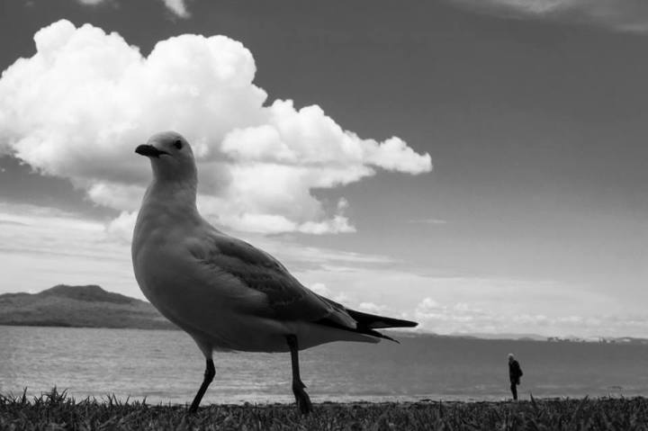 auckland new zealand www.zoz.co.nz