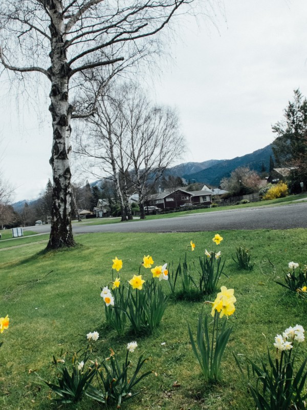 hanmer springs, south island, south island, daffodils