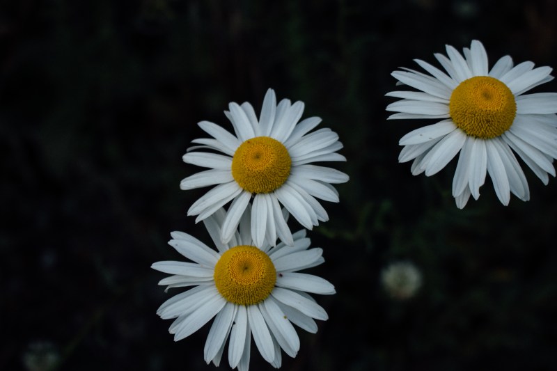 daisy, flowers, south island, auckland