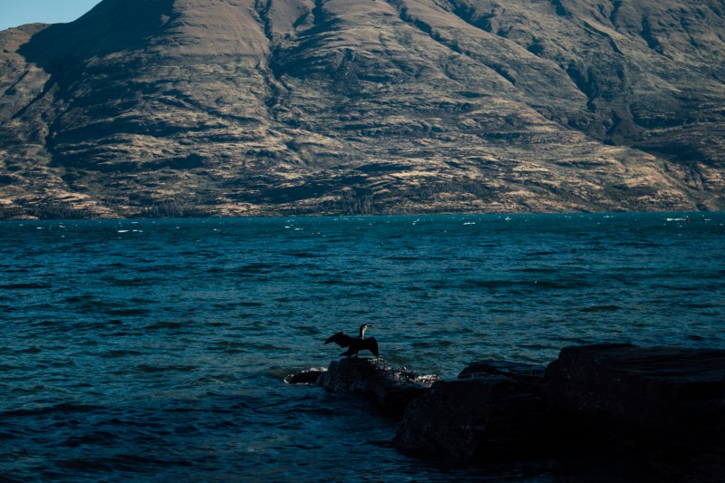lake, new zealand, birds