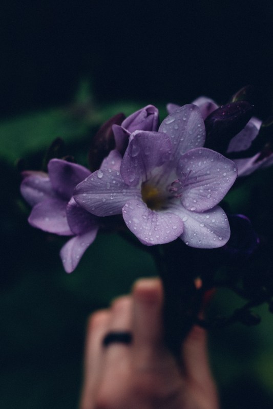 flowers, freesias, new zealand