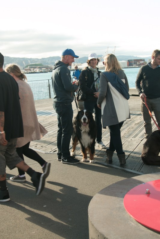 wellington-new-Zealand-market