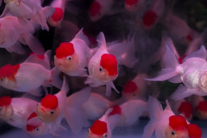 hong-kong-travel-fish-market