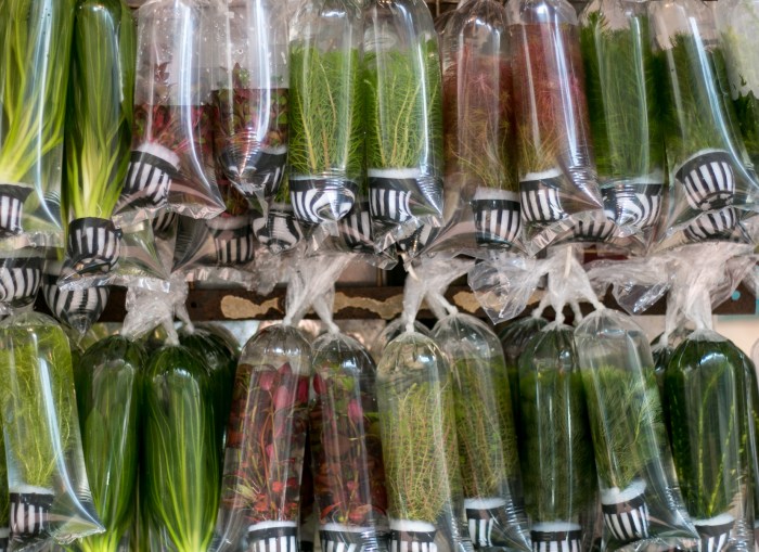 hong-kong-travel-fish-market