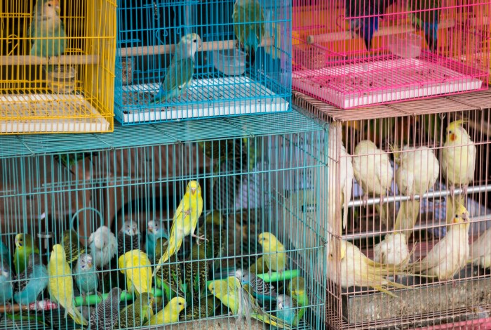 hong-kong-travel-bird-garden