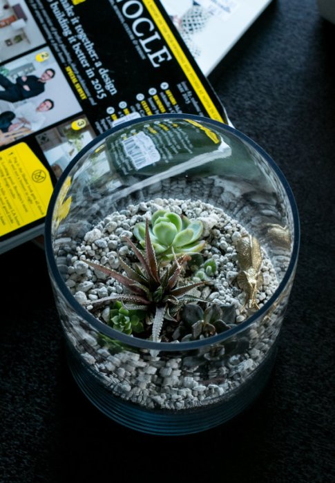terrarium-succulent-new-zealand