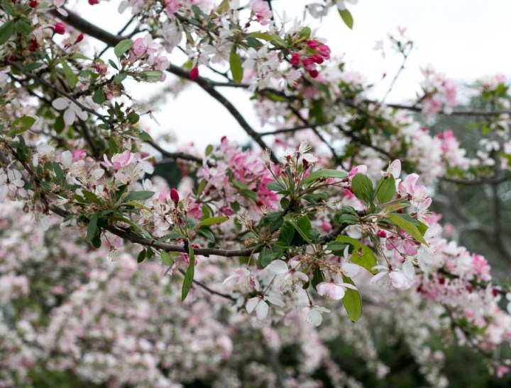 matakana-market-new-zealand